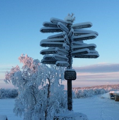 picture of  snowy trees